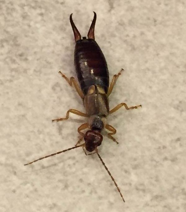 Earwig