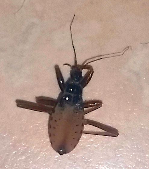 Assassin Bug Nymph