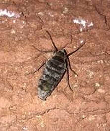 Wingless Moth