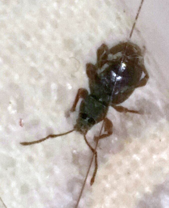 broad-nose/short-snouted weevil