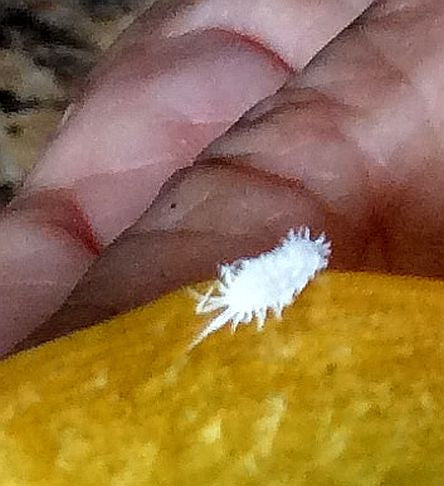 mealybug
