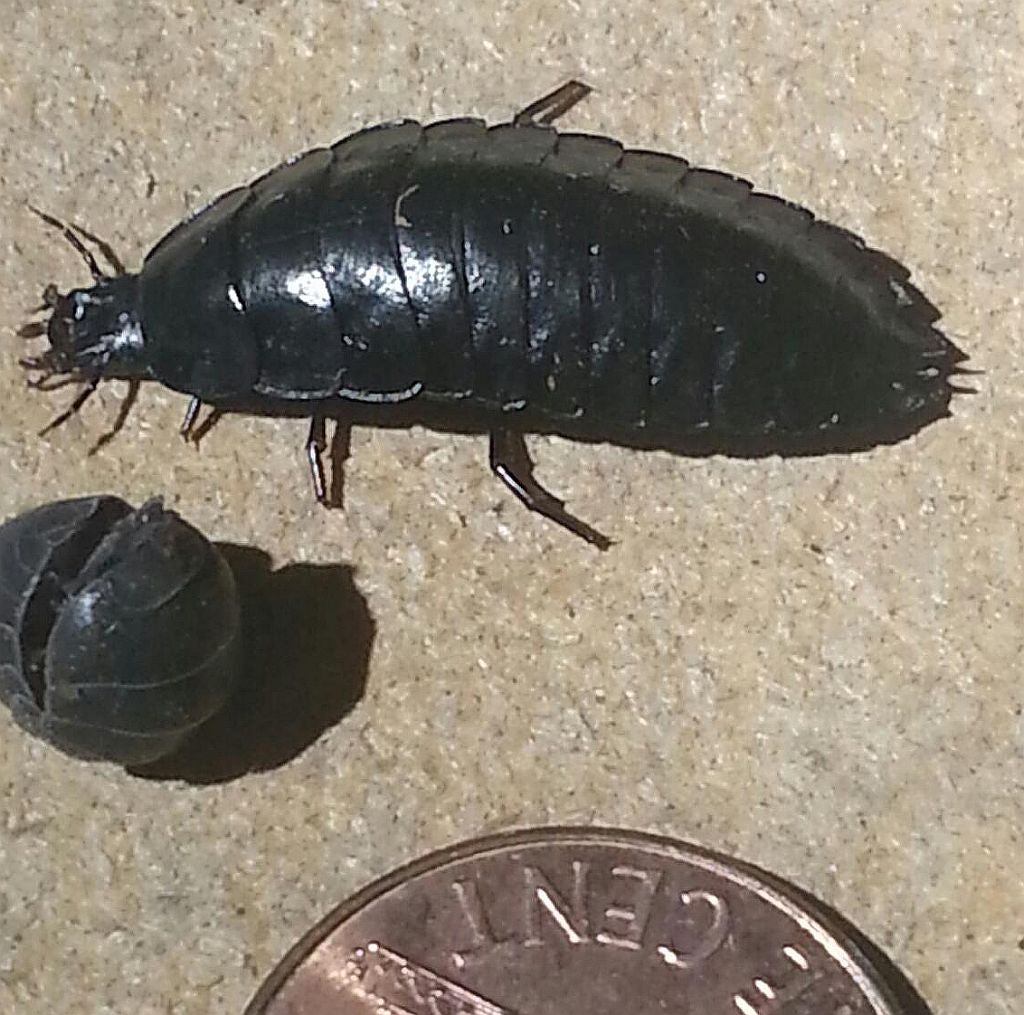 ground beetle