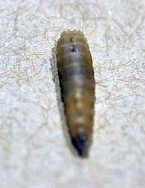 blow fly maggot