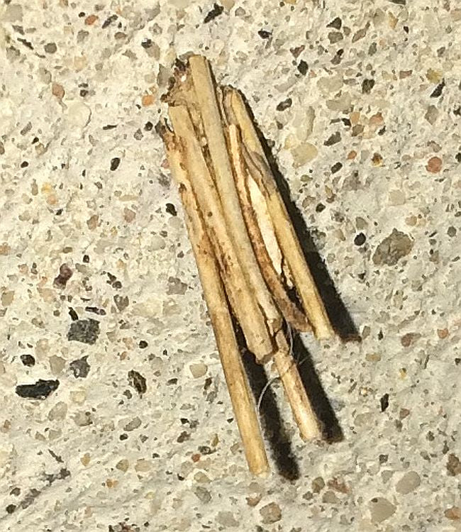 Grass bagworm case