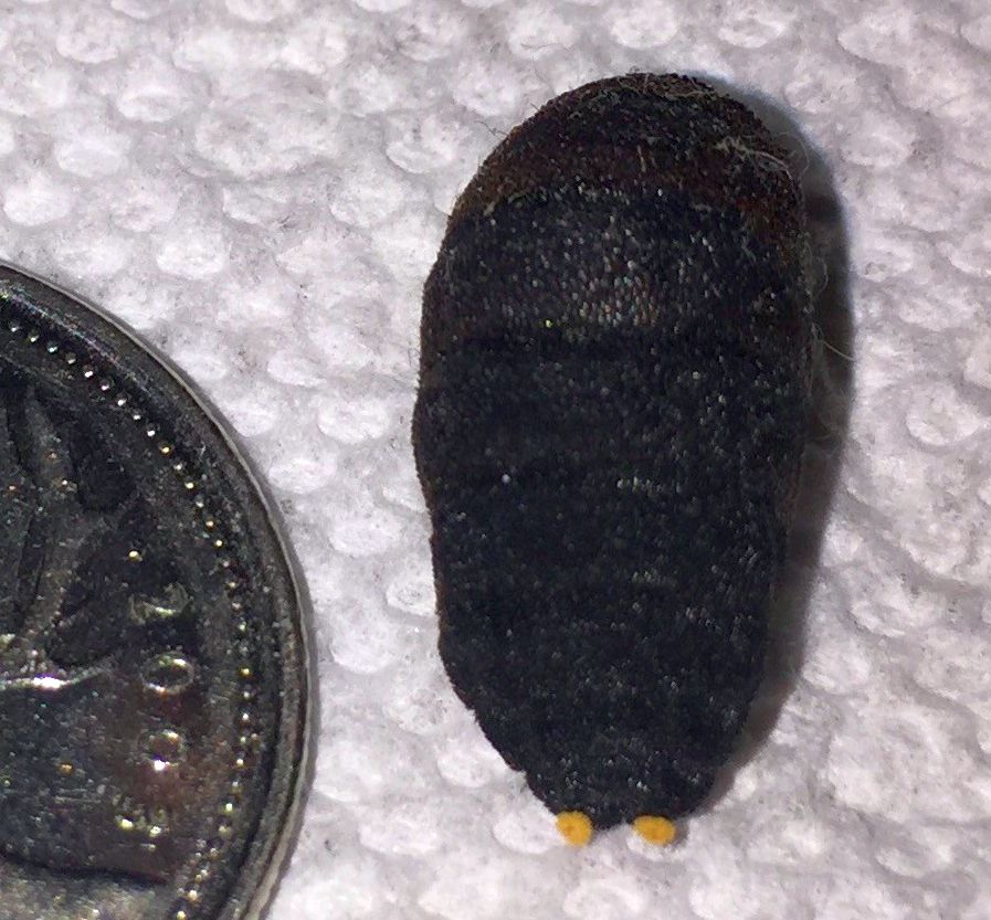 Bot Fly Puparium
