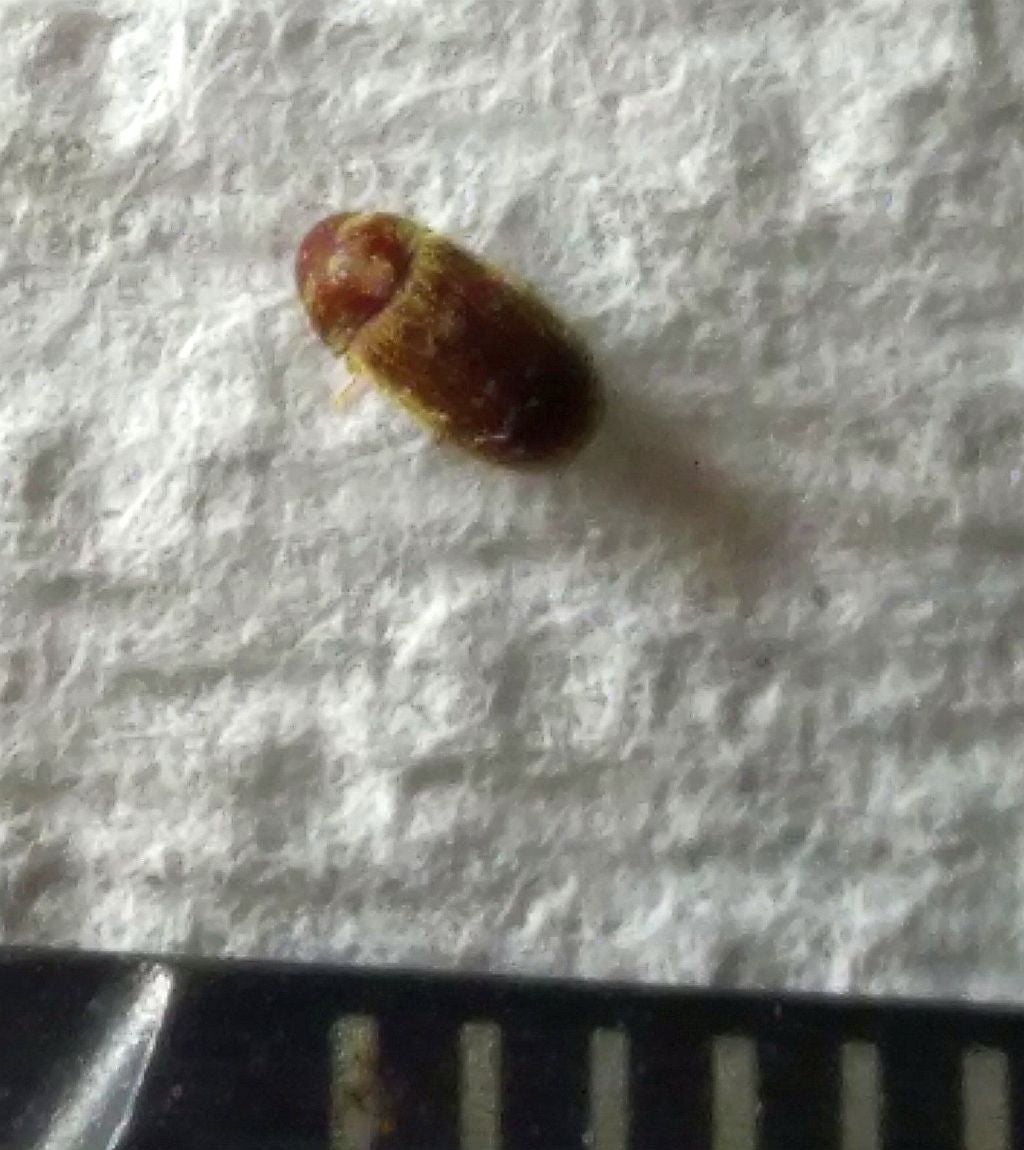 drugstore beetle