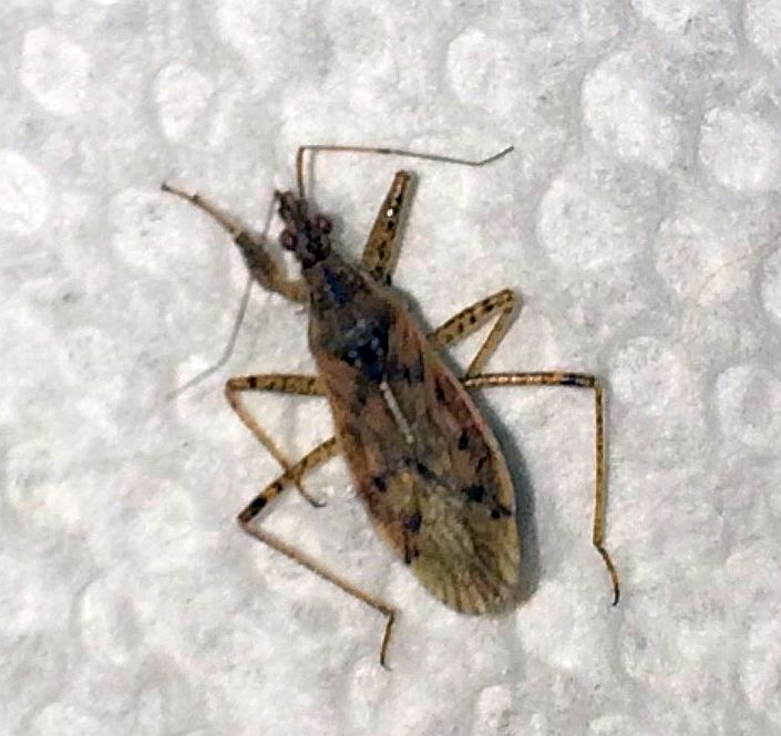 damsel bug