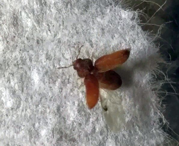 Drugstore Beetle