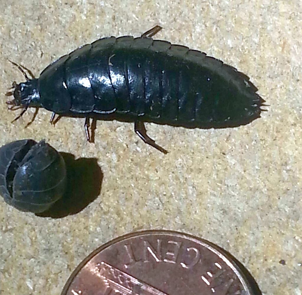 ground beetle larva