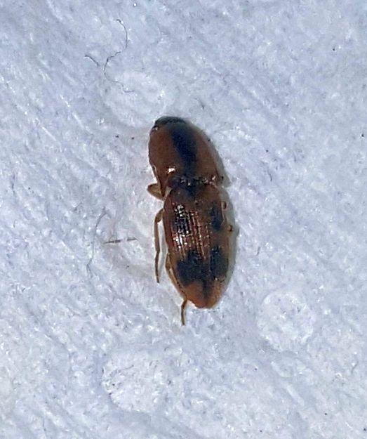 click beetle