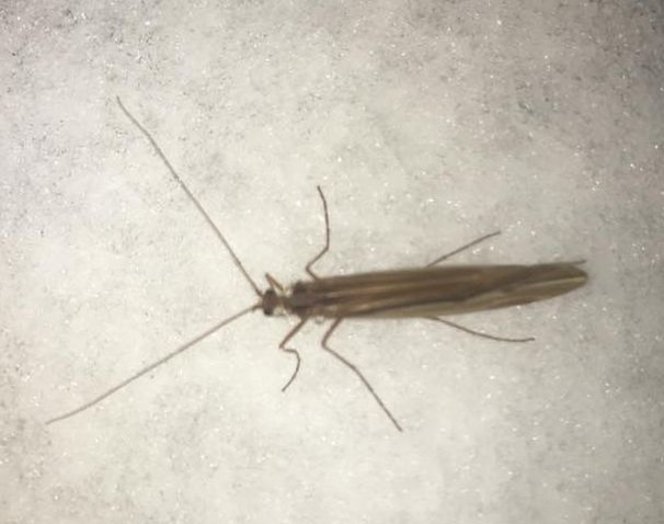caddisfly