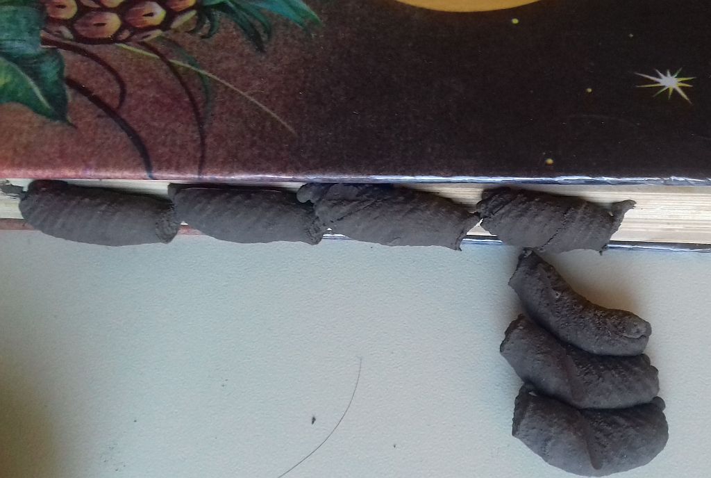 Mud dauber wasp nests