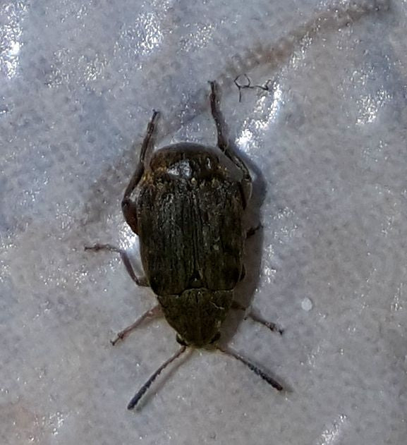 Leaf Beetle (pea or bean weevil)