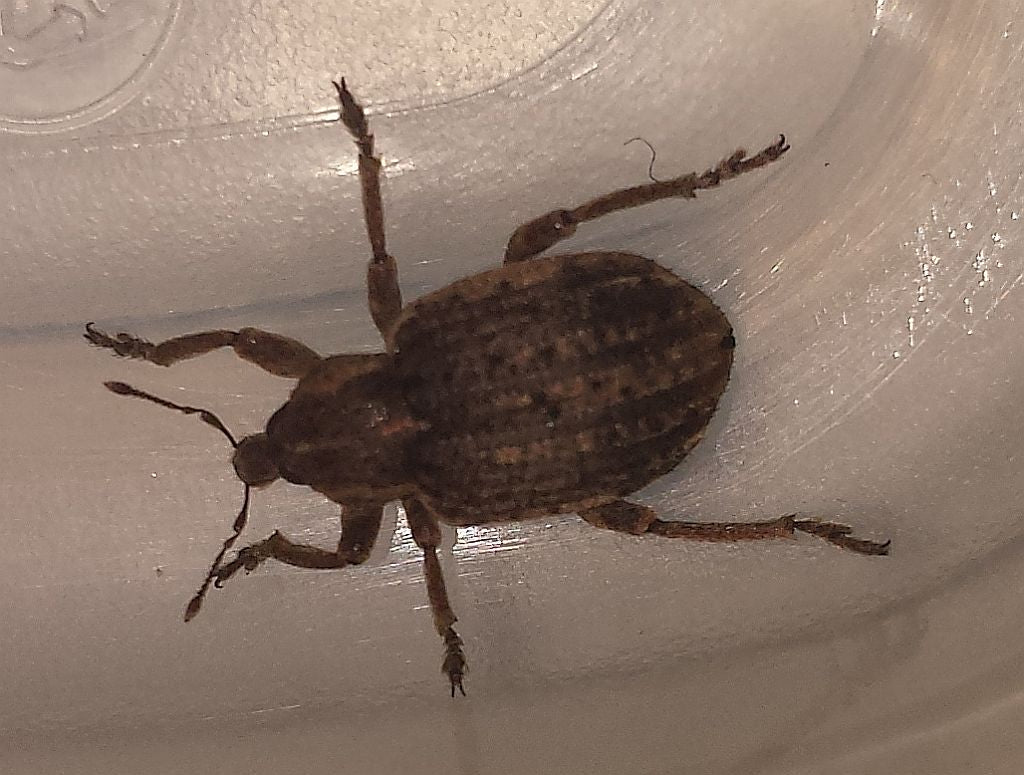 broad-nosed/short-snouted weevils