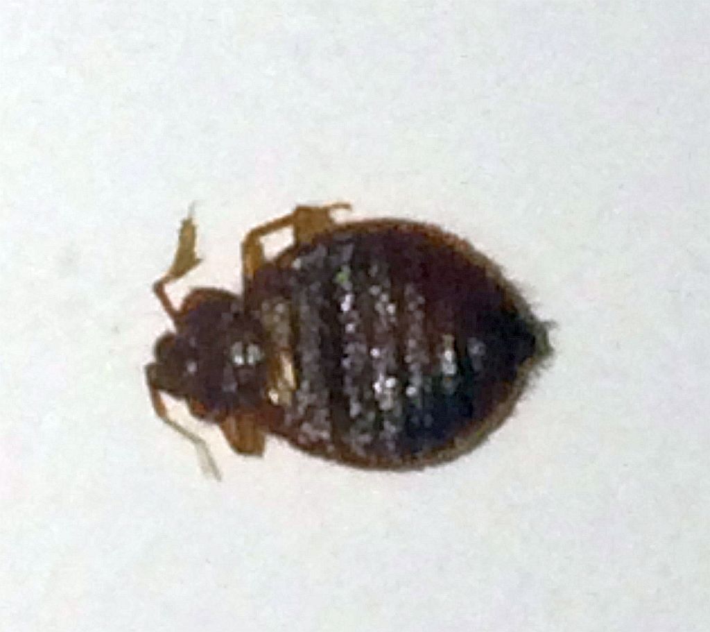 bed bug