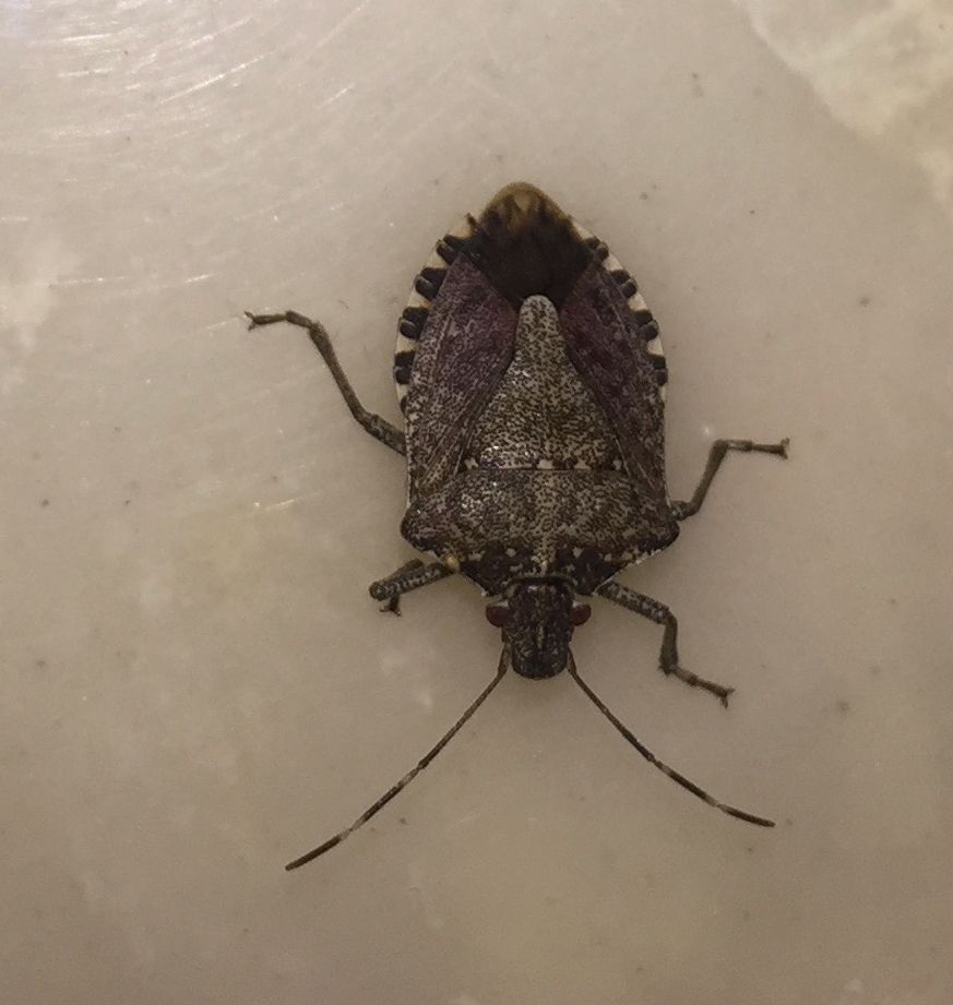 brown marmorated stink bug