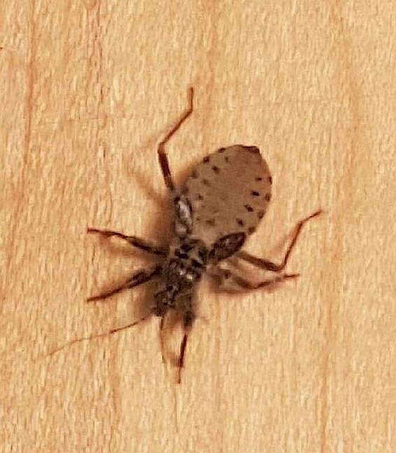 assassin bug nymph