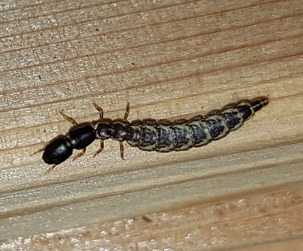 snakefly larva
