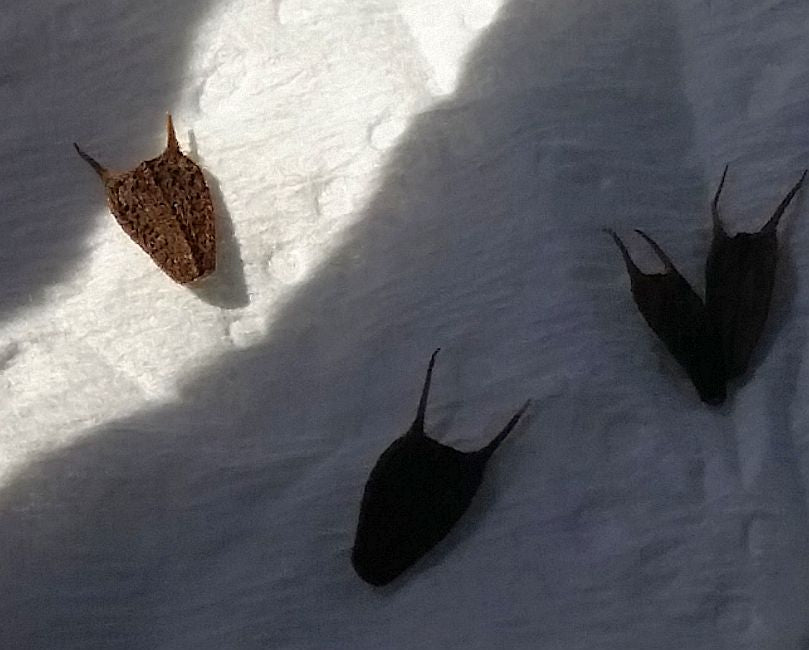 Plant seeds, not bugs