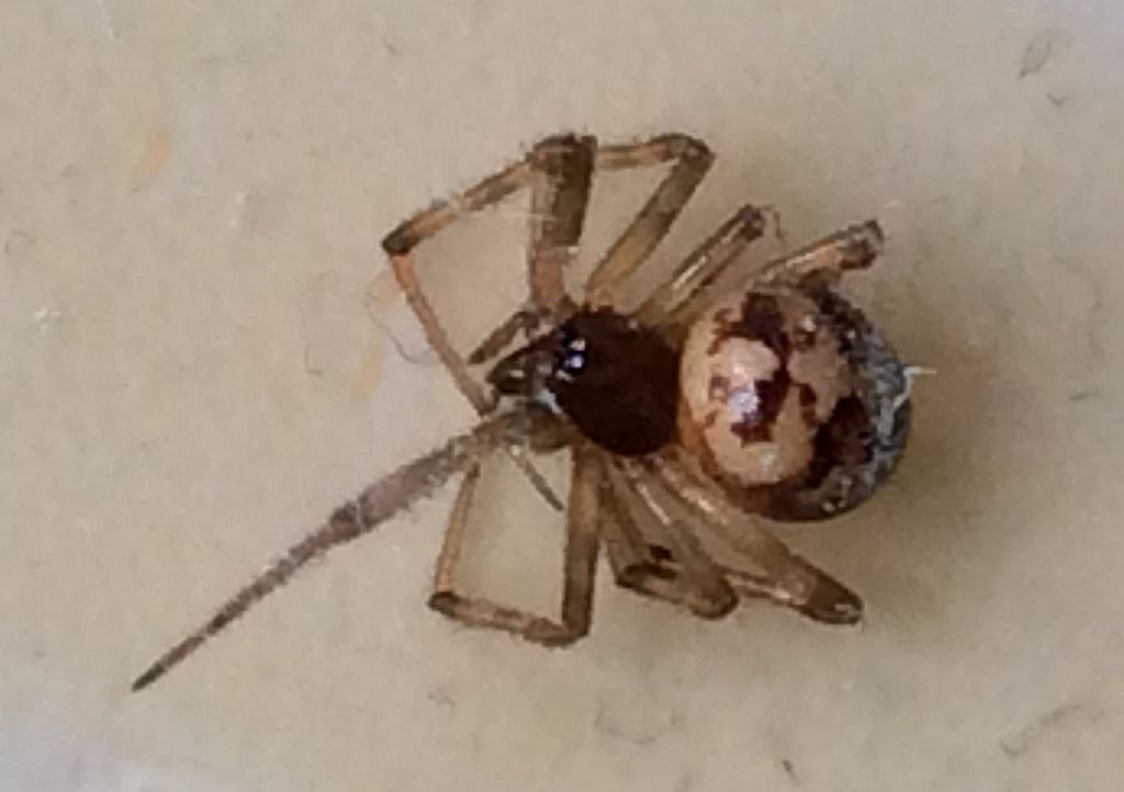 Unlikely biting spider