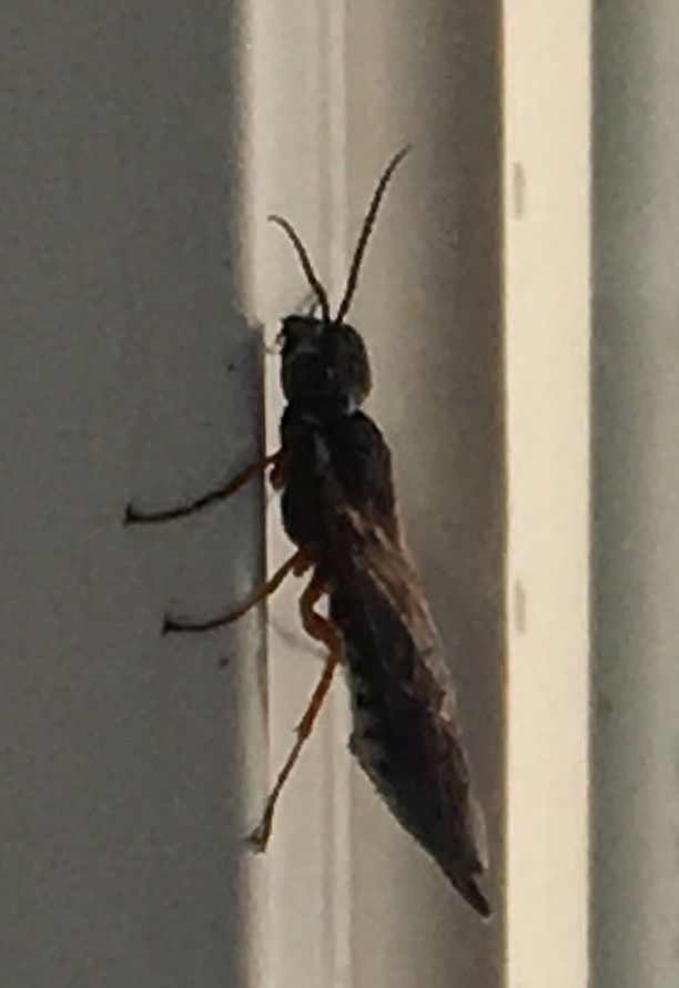 xiphydriid wood wasp