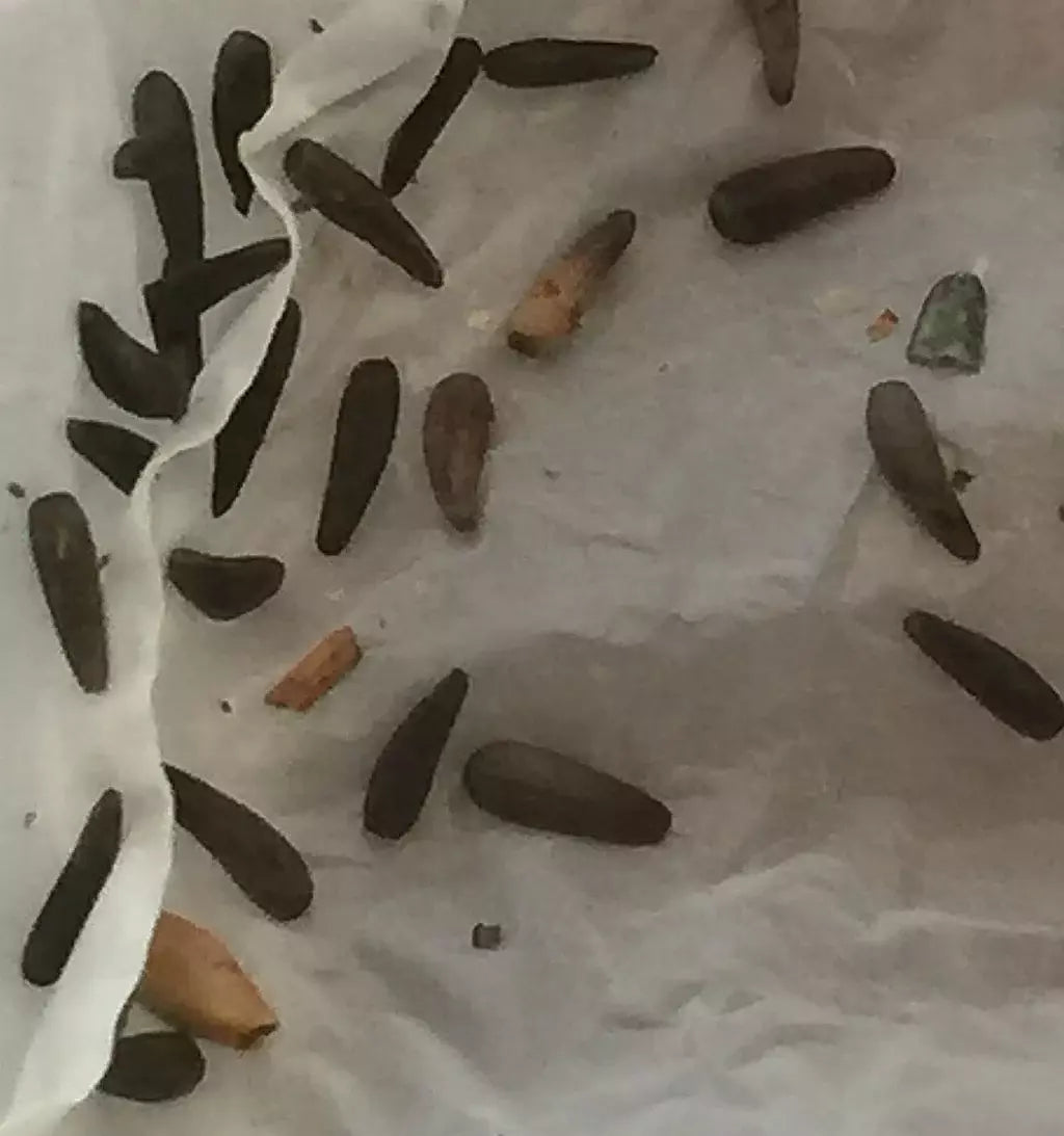 Plant seeds, not insects