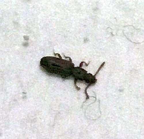 Saw-toothed or merchant grain beetle
