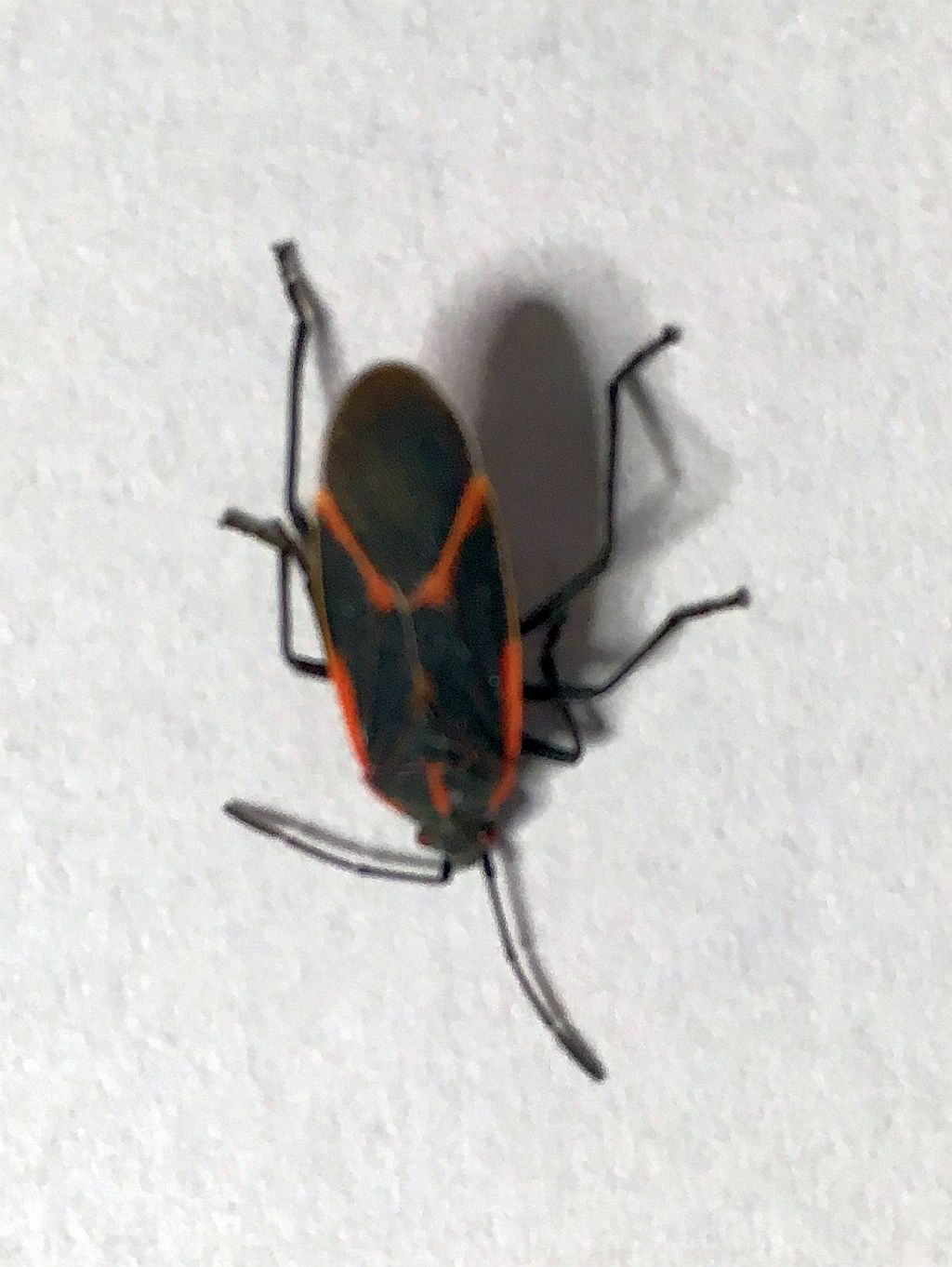 Boxlelder bug