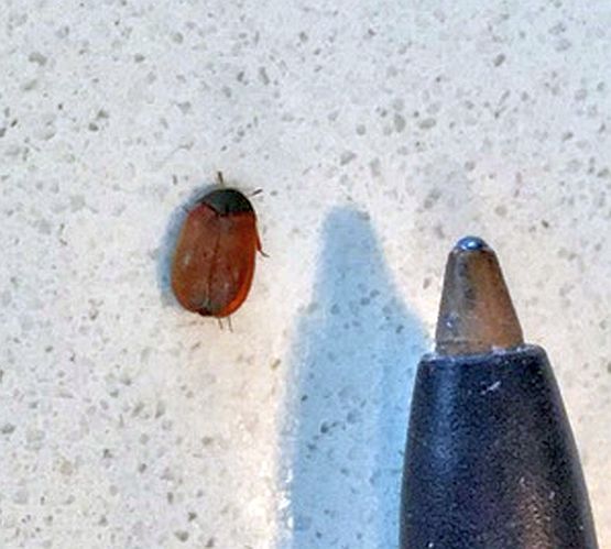 Carpet Beetle