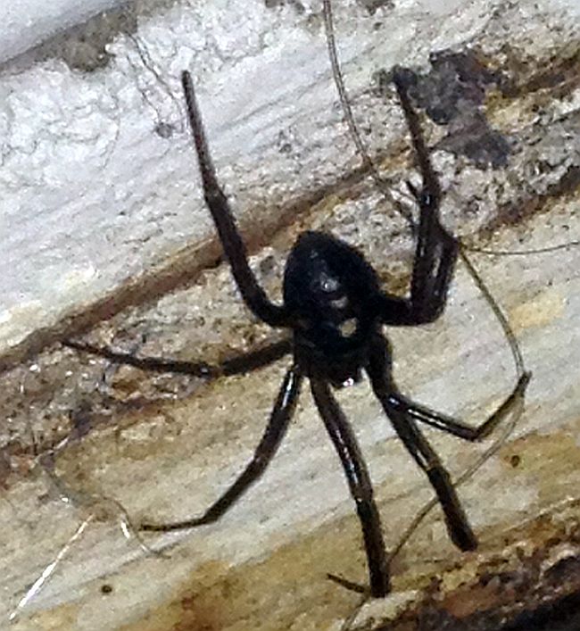 western black widow spider