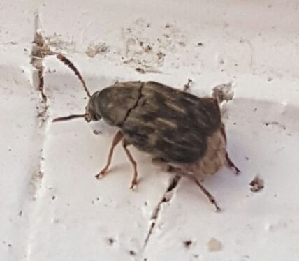 leaf beetle