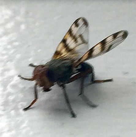 picture-wing fly