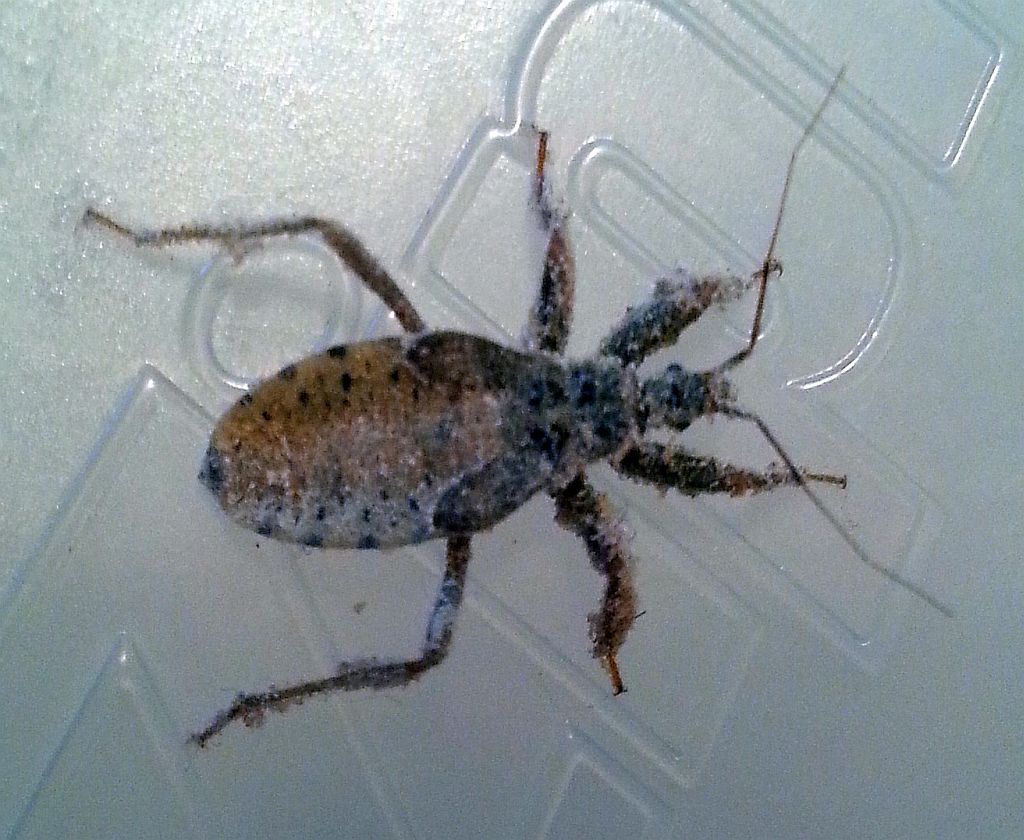 Assassin Bug Nymph