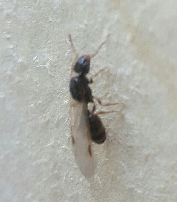 Winged reproductive ant