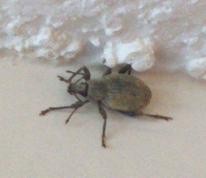 broad-nosed/short-snouted weevils