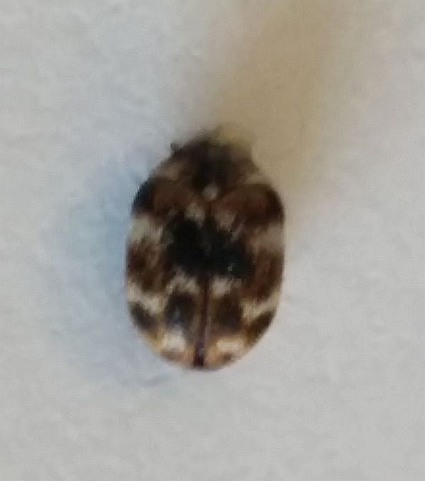 varied carpet beetle