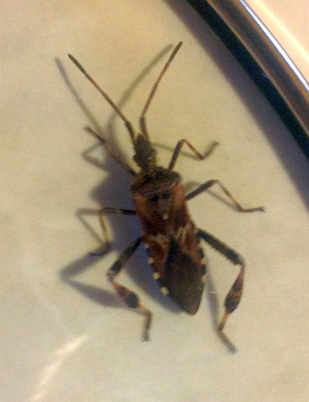 western conifer seed bug