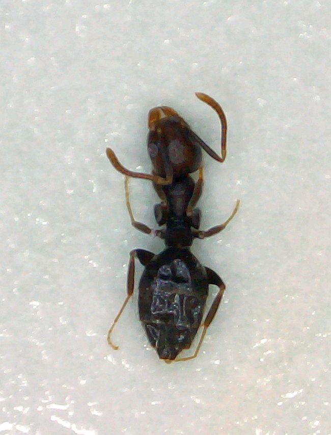 Get rid of carpenter ants