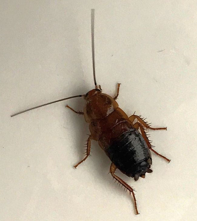 Wood cockroach Nymph