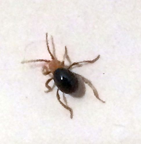 spider beetle