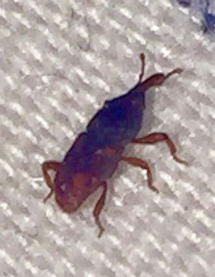 weevil