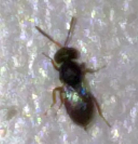 parasitic wasp