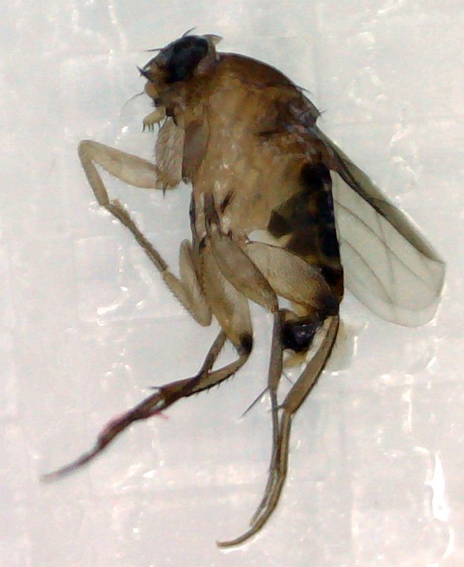 Scuddle Fly scuttle fly – PestcontrolCanada