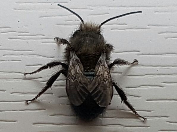 mason/orchard bee