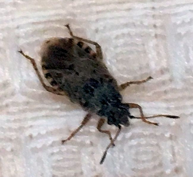 scentless plant bug