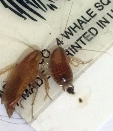 German cockroaches