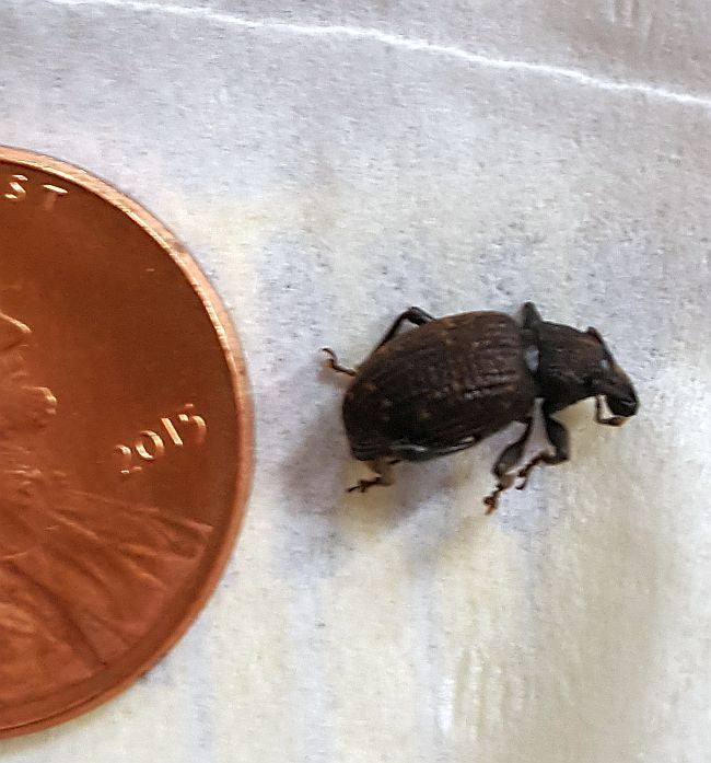 weevil