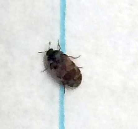 carpet/larder/hide/skin beetle