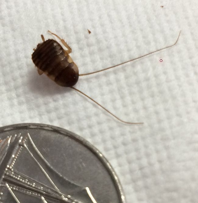 Young Cockroach nymph