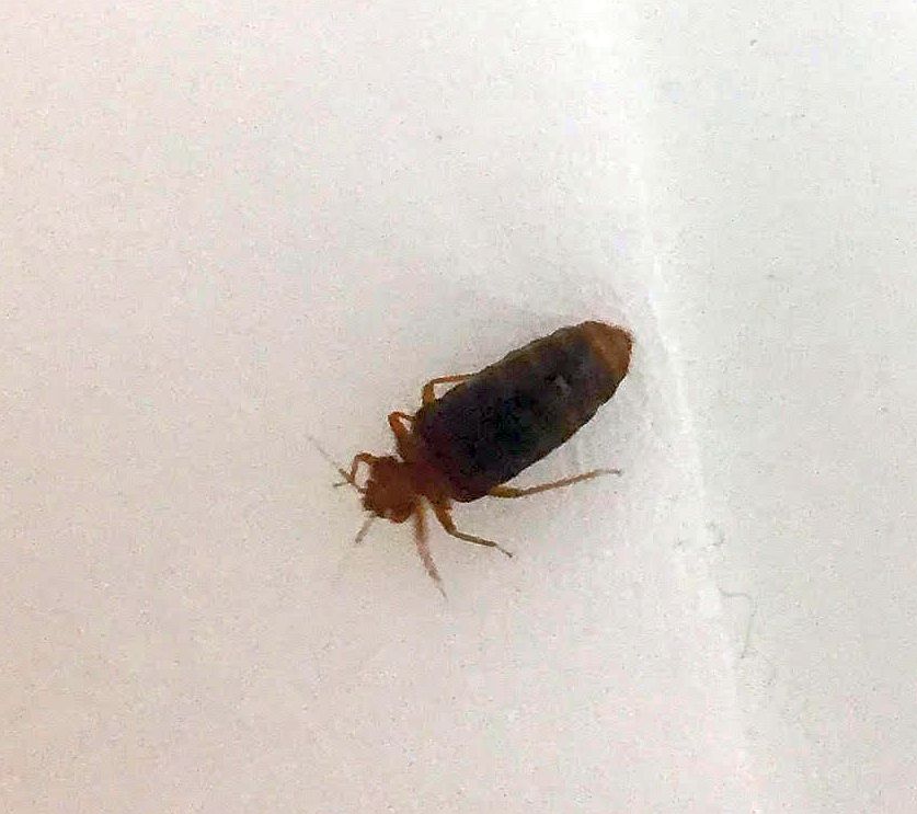 Bed Bug